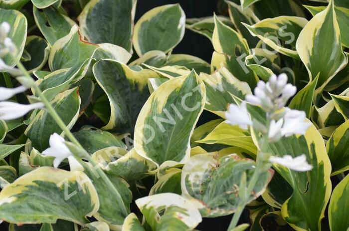 Bohyška 'Snow Cap' - Hosta 'Snow Cap'