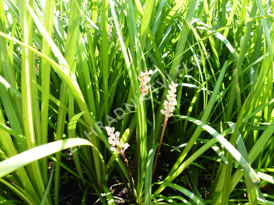 Liriope - Liriope spicata