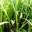 Liriope - Liriope spicata