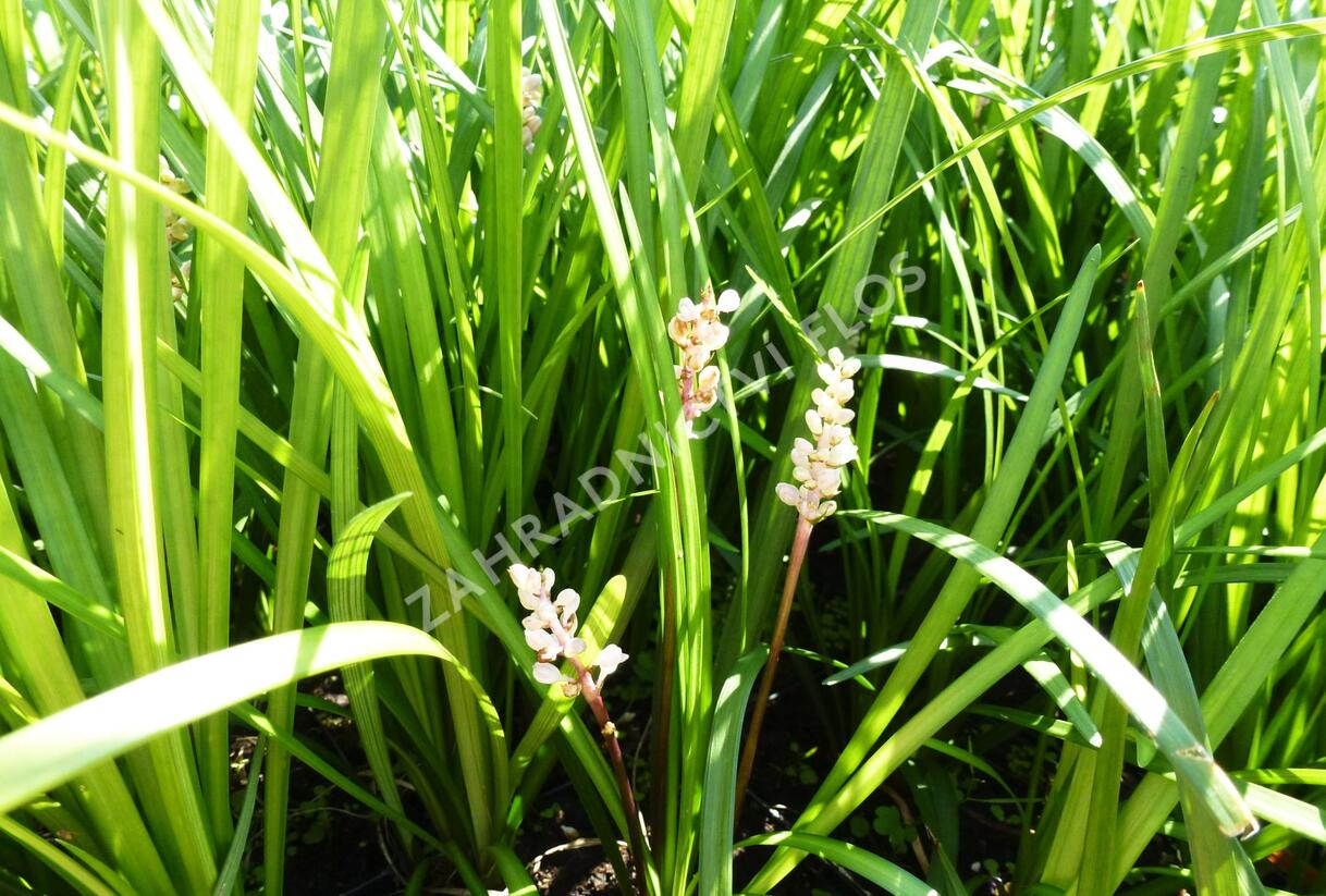 Liriope - Liriope spicata