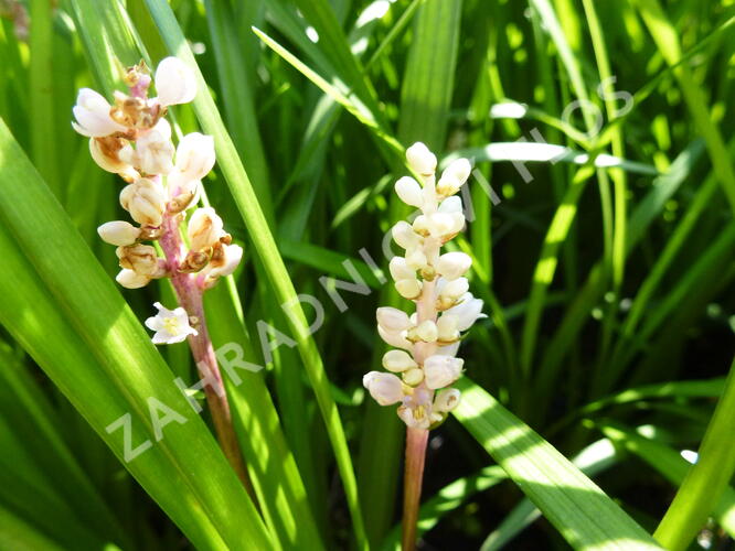 Liriope - Liriope spicata