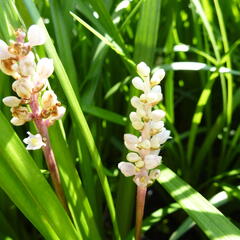 Liriope - Liriope spicata