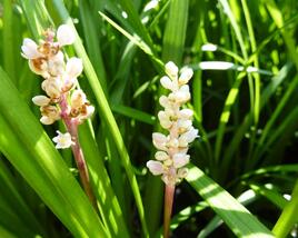 Liriope