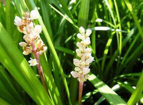 Liriope - Liriope spicata