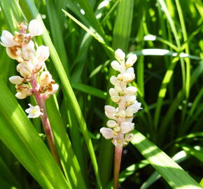 Liriope - Liriope spicata