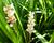 Liriope
