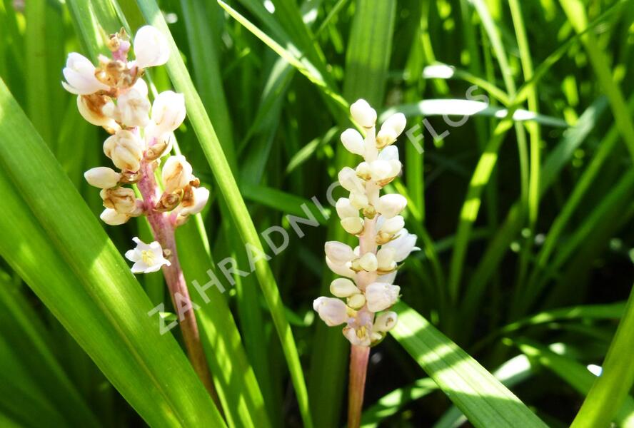 Liriope - Liriope spicata