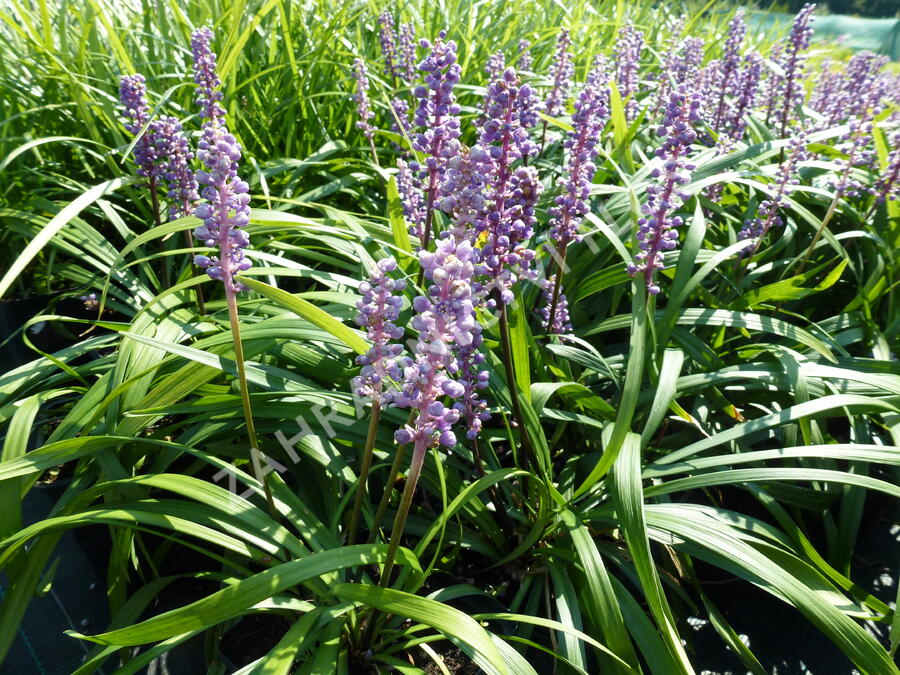 Liriope 'Royal Purple' - Liriope muscari 'Royal Purple'