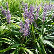 Liriope 'Royal Purple' - Liriope muscari 'Royal Purple'