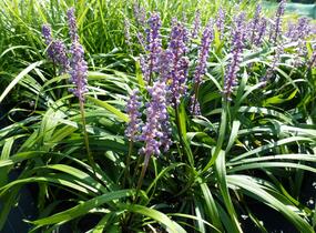 Liriope 'Royal Purple' - Liriope muscari 'Royal Purple'
