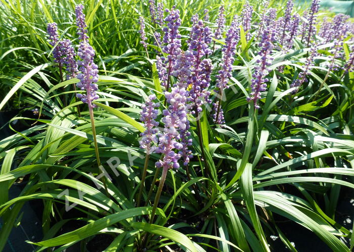 Liriope 'Royal Purple' - Liriope muscari 'Royal Purple'