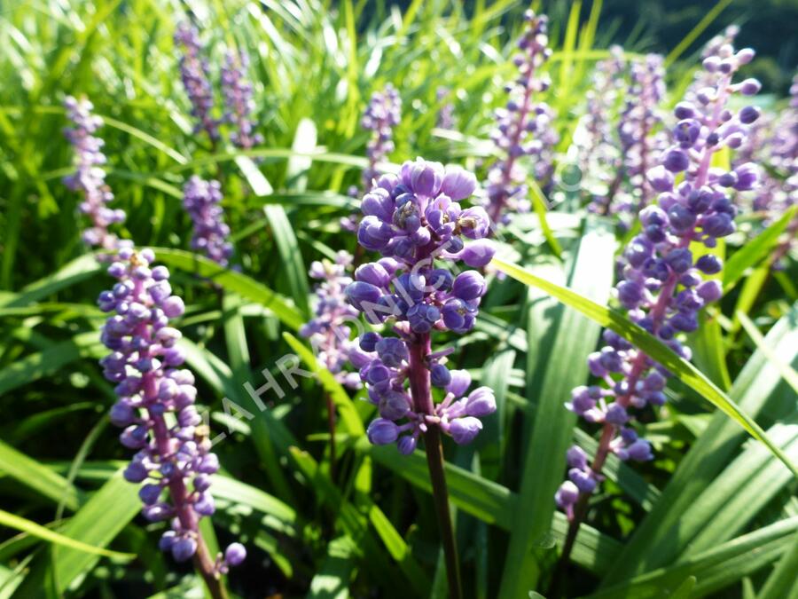 Liriope 'Royal Purple' - Liriope muscari 'Royal Purple'