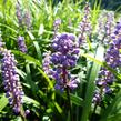 Liriope 'Royal Purple' - Liriope muscari 'Royal Purple'