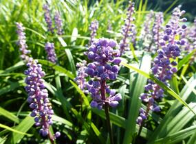 Liriope 'Royal Purple' - Liriope muscari 'Royal Purple'