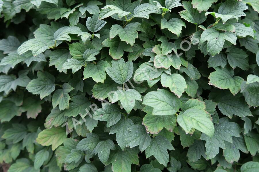 Kalina obecná 'Nanum' - Viburnum opulus 'Nanum'