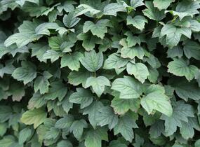 Kalina obecná 'Nanum' - Viburnum opulus 'Nanum'