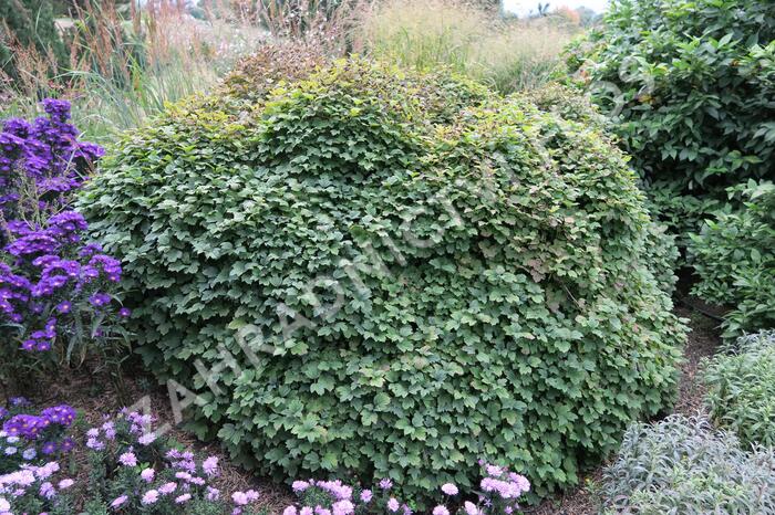 Kalina obecná 'Nanum' - Viburnum opulus 'Nanum'