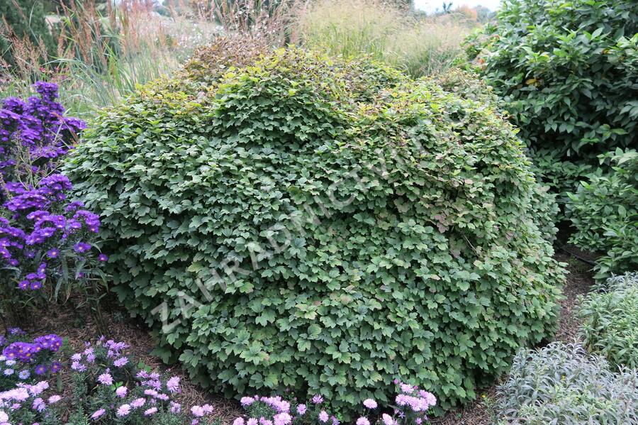 Kalina obecná 'Nanum' - Viburnum opulus 'Nanum'