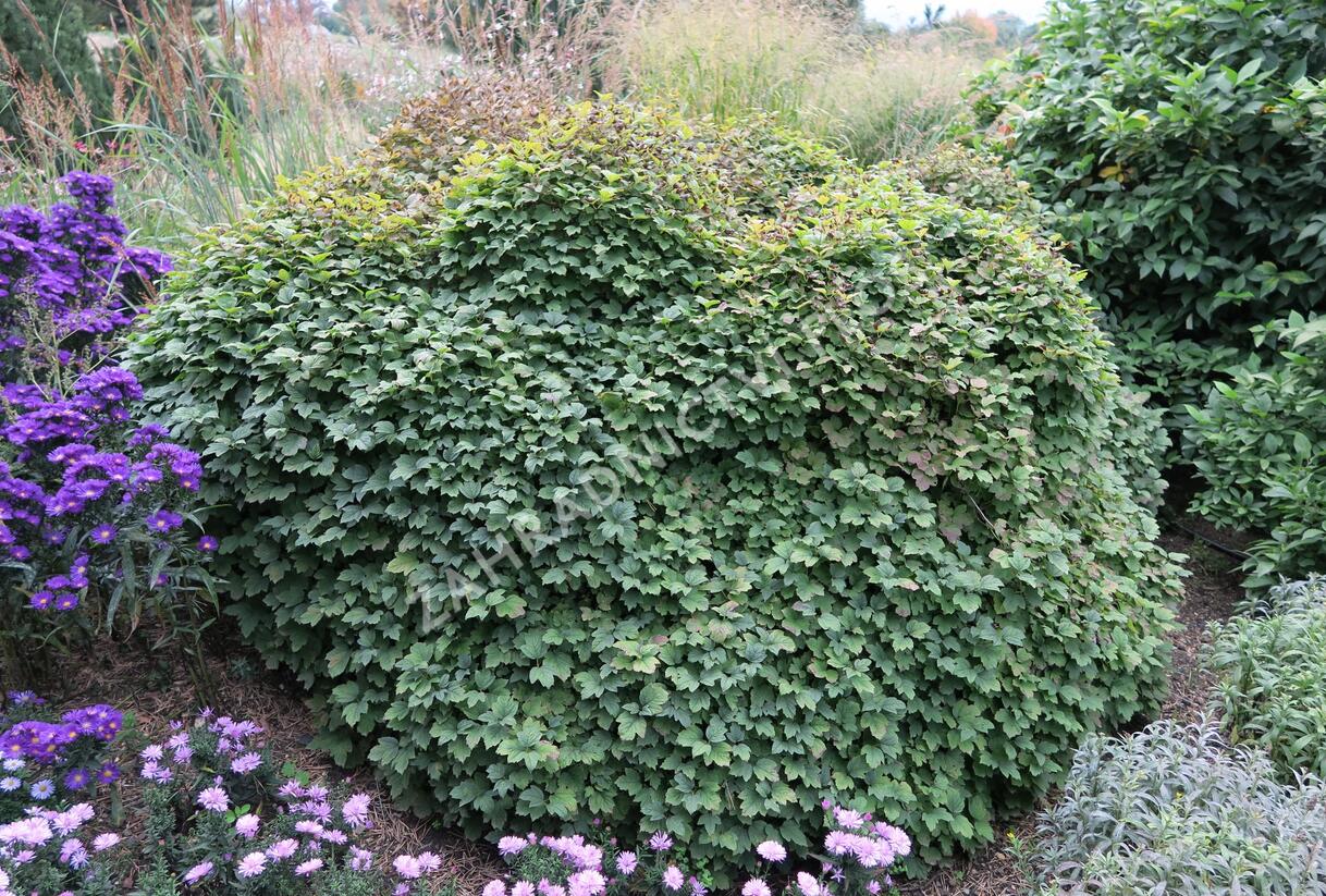 Kalina obecná 'Nanum' - Viburnum opulus 'Nanum'