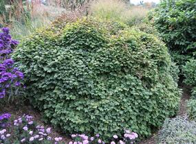 Kalina obecná 'Nanum' - Viburnum opulus 'Nanum'