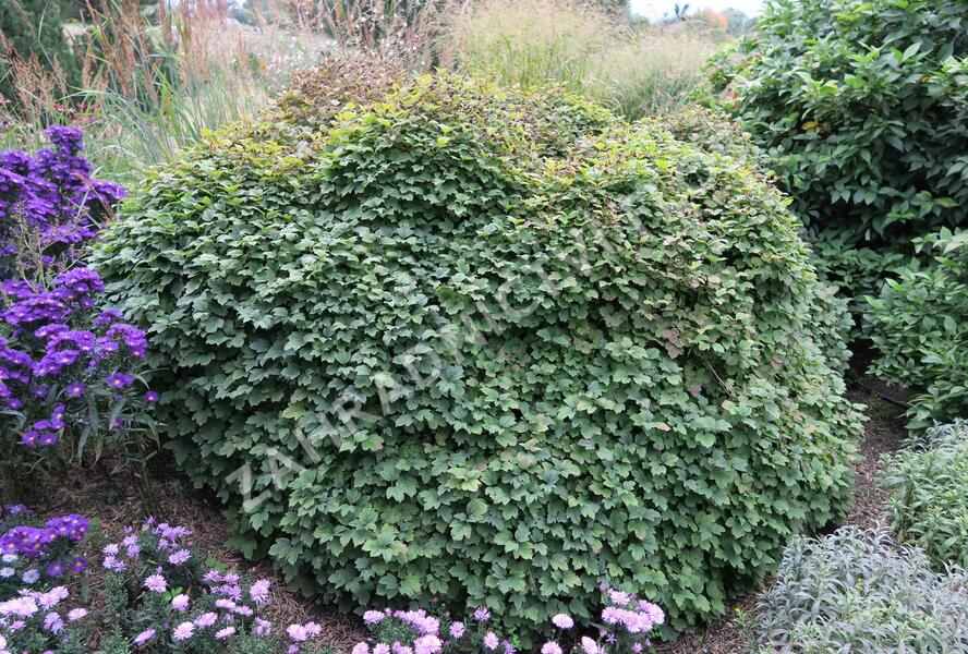 Kalina obecná 'Nanum' - Viburnum opulus 'Nanum'