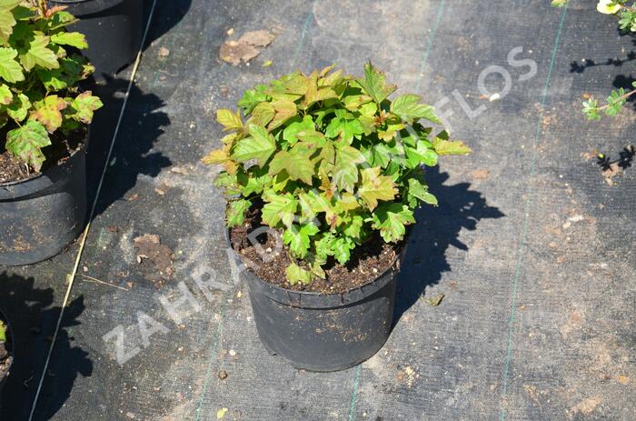 Kalina obecná 'Nanum' - Viburnum opulus 'Nanum'