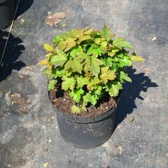 Kalina obecná 'Nanum' - Viburnum opulus 'Nanum'