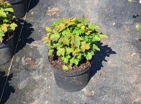 Kalina obecná 'Nanum' - Viburnum opulus 'Nanum'