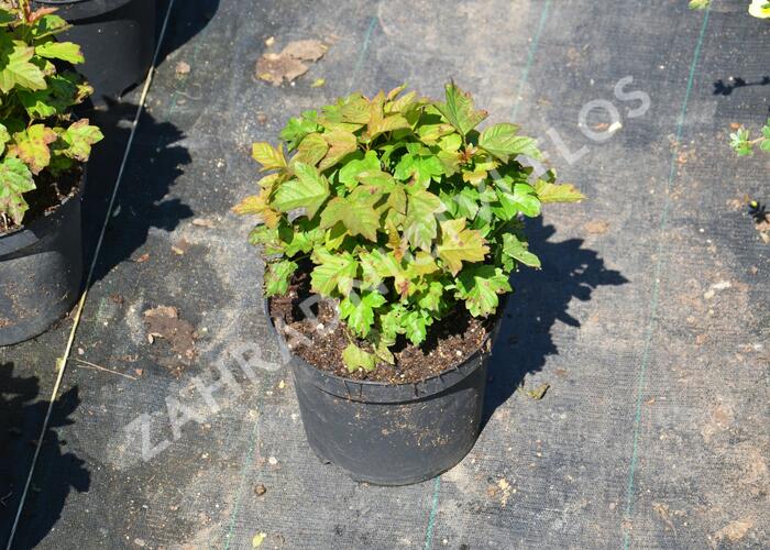 Kalina obecná 'Nanum' - Viburnum opulus 'Nanum'