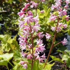 Dlužela tiarelovitá 'Viking Ship' - Heucherella tiarelloides 'Viking Ship'
