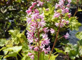 Dlužela tiarelovitá 'Viking Ship' - Heucherella tiarelloides 'Viking Ship'