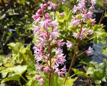 Dlužela tiarelovitá 'Viking Ship'