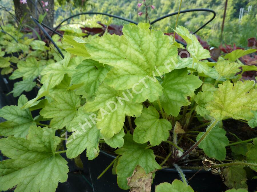 Dlužela tiarelovitá 'Viking Ship' - Heucherella tiarelloides 'Viking Ship'