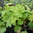 Dlužela tiarelovitá 'Viking Ship' - Heucherella tiarelloides 'Viking Ship'