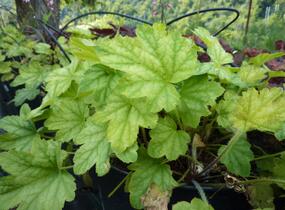 Dlužela tiarelovitá 'Viking Ship' - Heucherella tiarelloides 'Viking Ship'