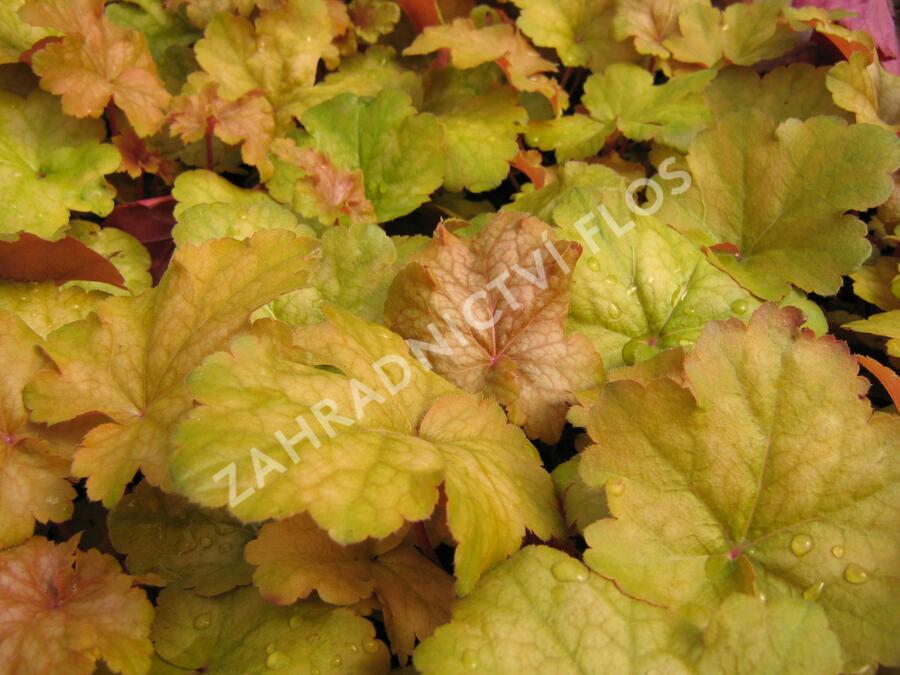 Dlužicha 'Midas Touch' - Heuchera hybrida 'Midas Touch'