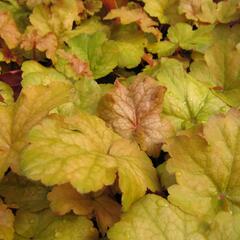 Dlužicha 'Midas Touch' - Heuchera hybrida 'Midas Touch'