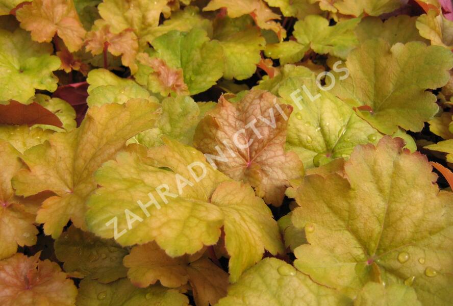 Dlužicha 'Midas Touch' - Heuchera hybrida 'Midas Touch'