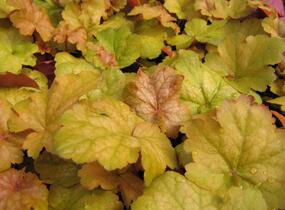 Dlužicha 'Midas Touch' - Heuchera hybrida 'Midas Touch'