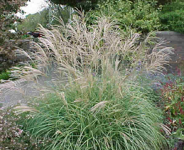 Ozdobnice čínská 'New Hybrids' - Miscanthus sinensis 'New Hybrids'