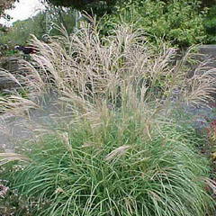 Ozdobnice čínská 'New Hybrids' - Miscanthus sinensis 'New Hybrids'