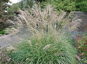 Ozdobnice čínská 'New Hybrids' - Miscanthus sinensis 'New Hybrids'