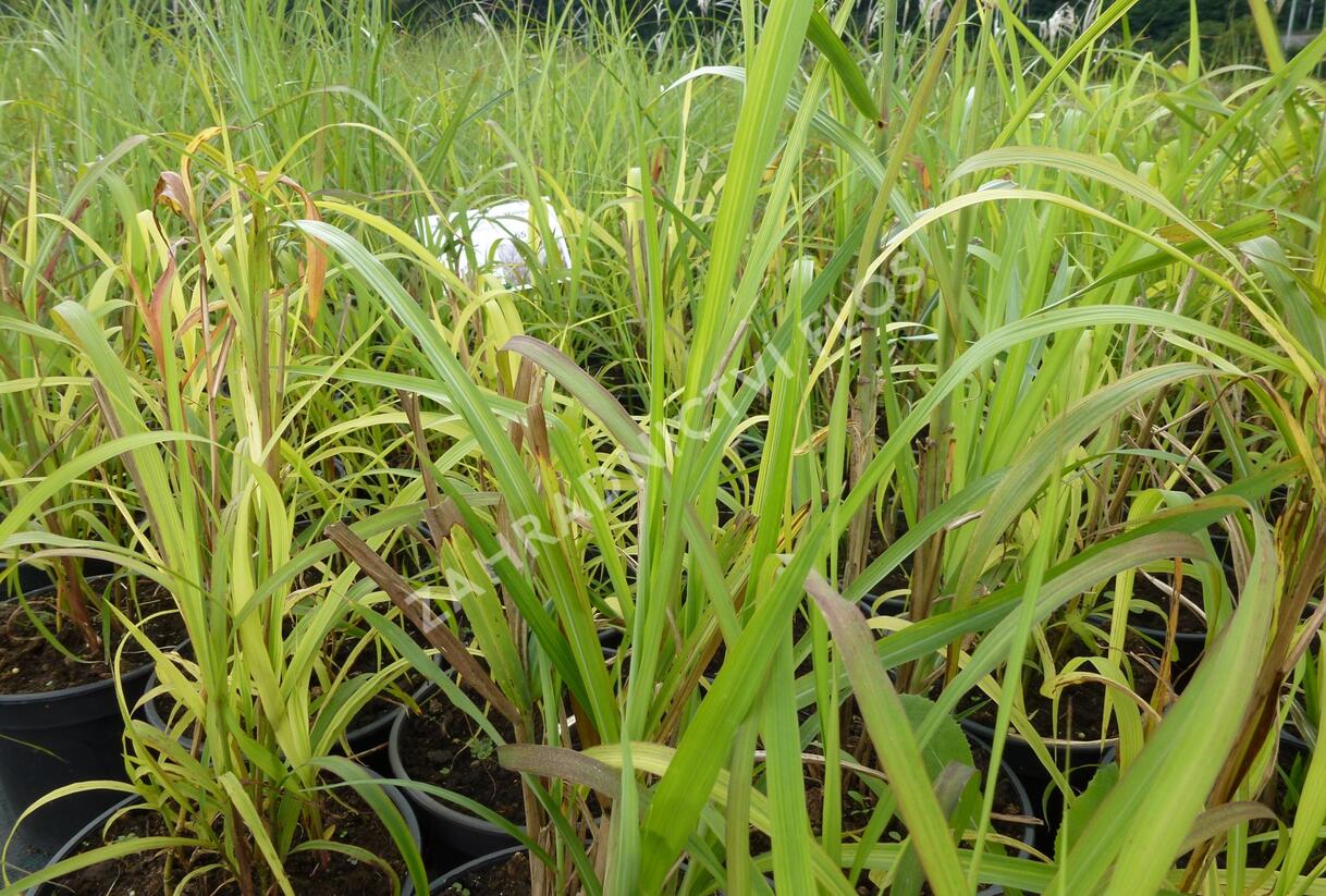 Ozdobnice čínská 'New Hybrids' - Miscanthus sinensis 'New Hybrids'
