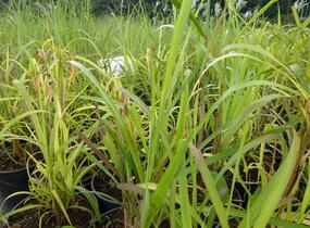 Ozdobnice čínská 'New Hybrids' - Miscanthus sinensis 'New Hybrids'