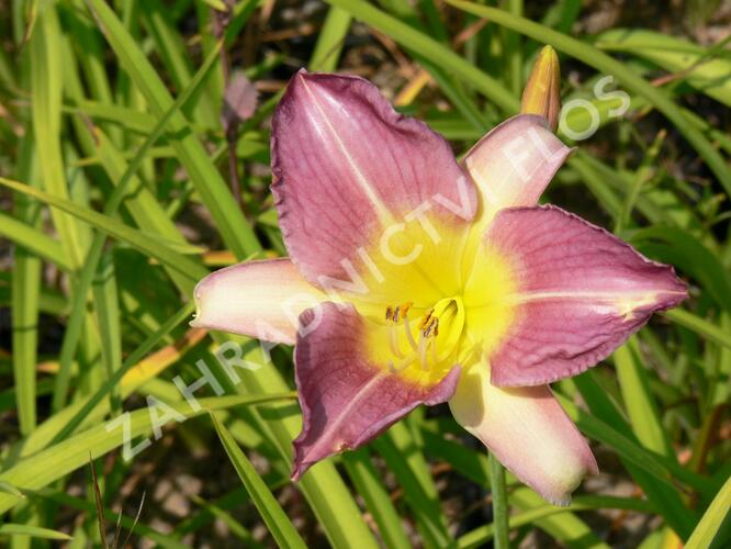Denivka 'Prairie Blue Eyes' - Hemerocallis 'Prairie Blue Eyes'
