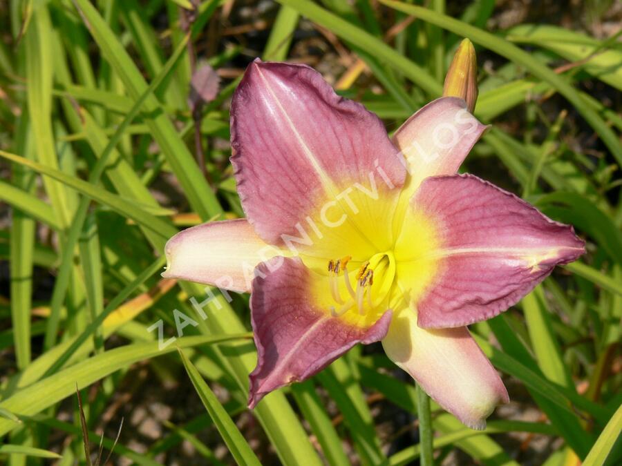 Denivka 'Prairie Blue Eyes' - Hemerocallis 'Prairie Blue Eyes'