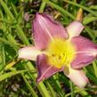 Denivka 'Prairie Blue Eyes' - Hemerocallis 'Prairie Blue Eyes'