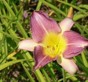 Denivka 'Prairie Blue Eyes' - Hemerocallis 'Prairie Blue Eyes'