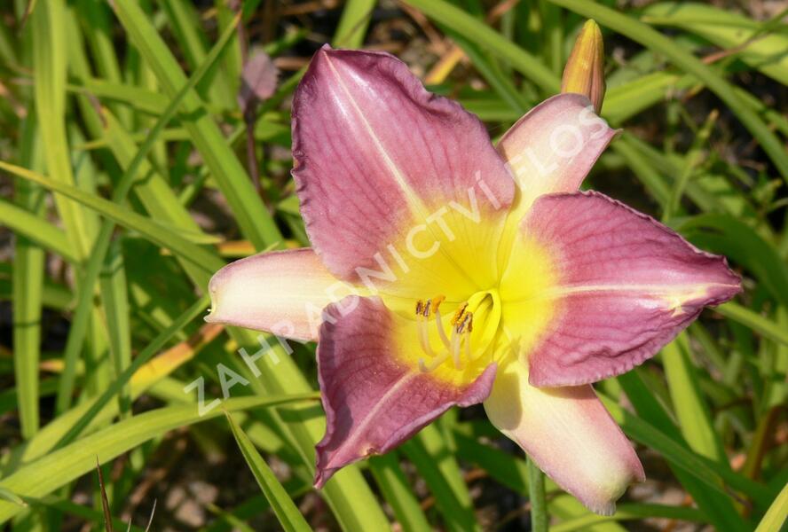 Denivka 'Prairie Blue Eyes' - Hemerocallis 'Prairie Blue Eyes'