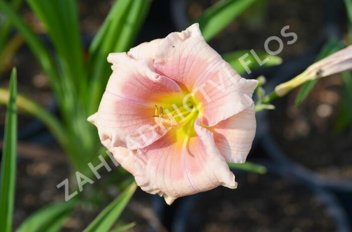 Denivka 'Janice Brown' - Hemerocallis 'Janice Brown'